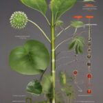 Reproduction in Plants Class 7 Solutions In Kannada