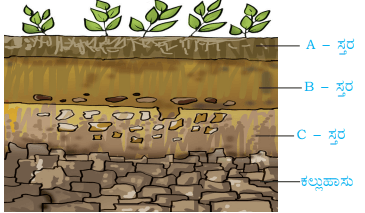 layers of soil